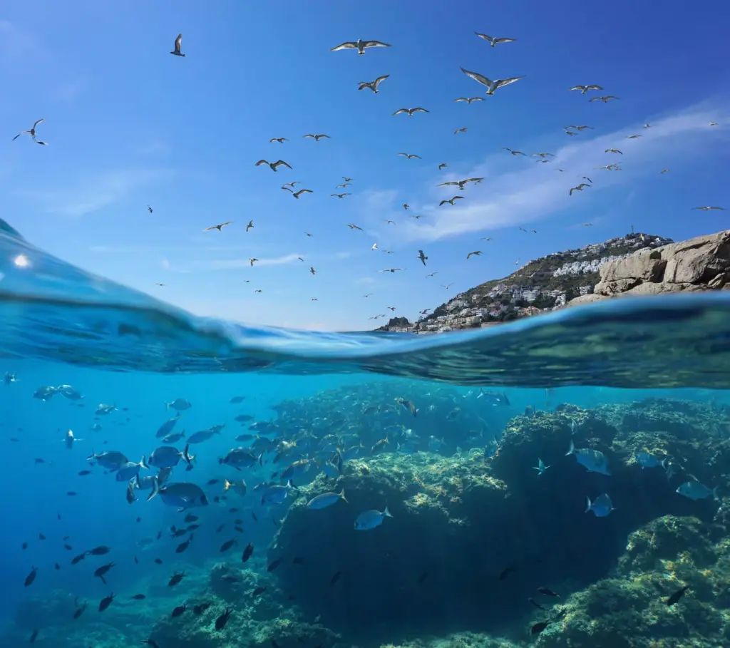 Seagulls and fish swimming in the ocean.