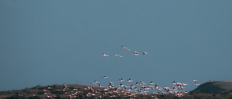 Flamingos in the Yumurtalik Lagoon 768x330