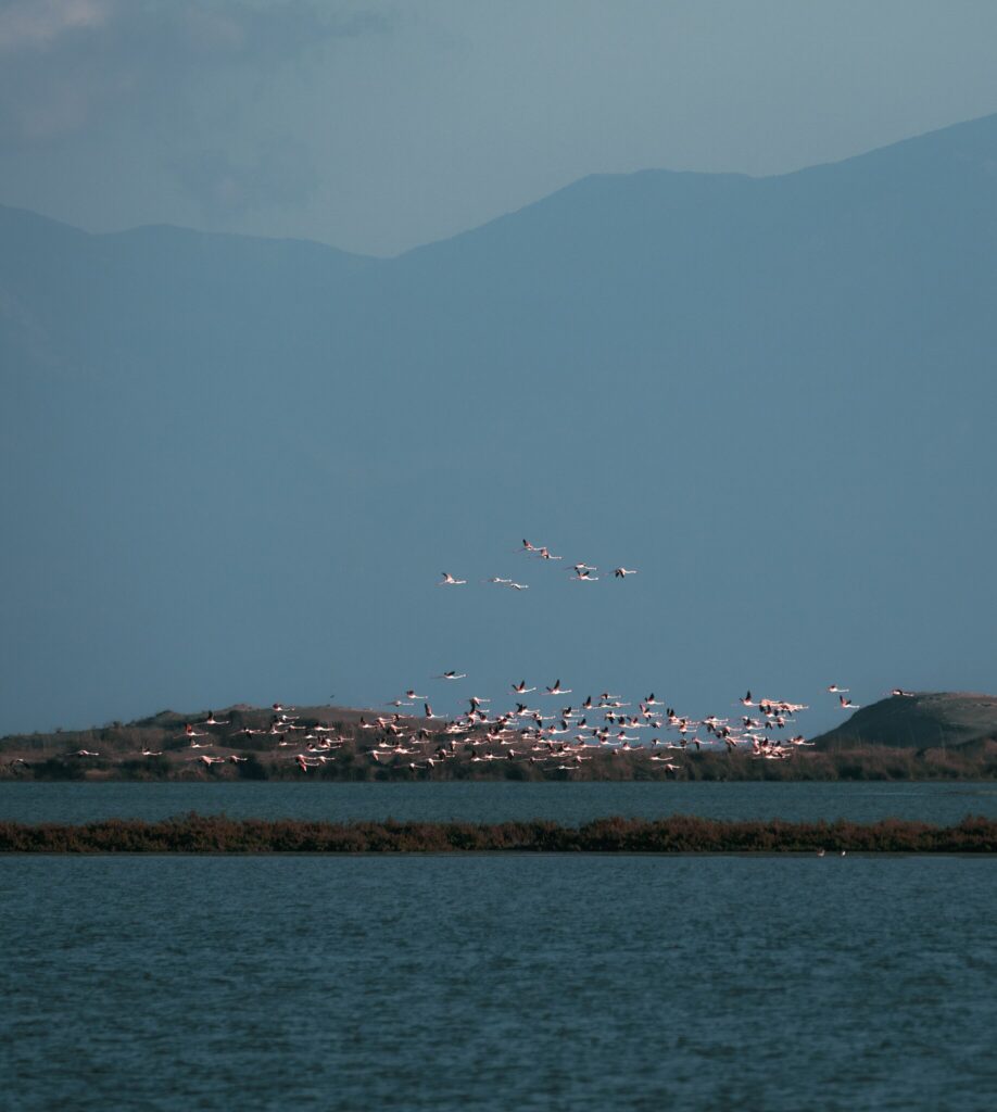 Flamingos in the Yumurtalik Lagoon 1 1 918x1024